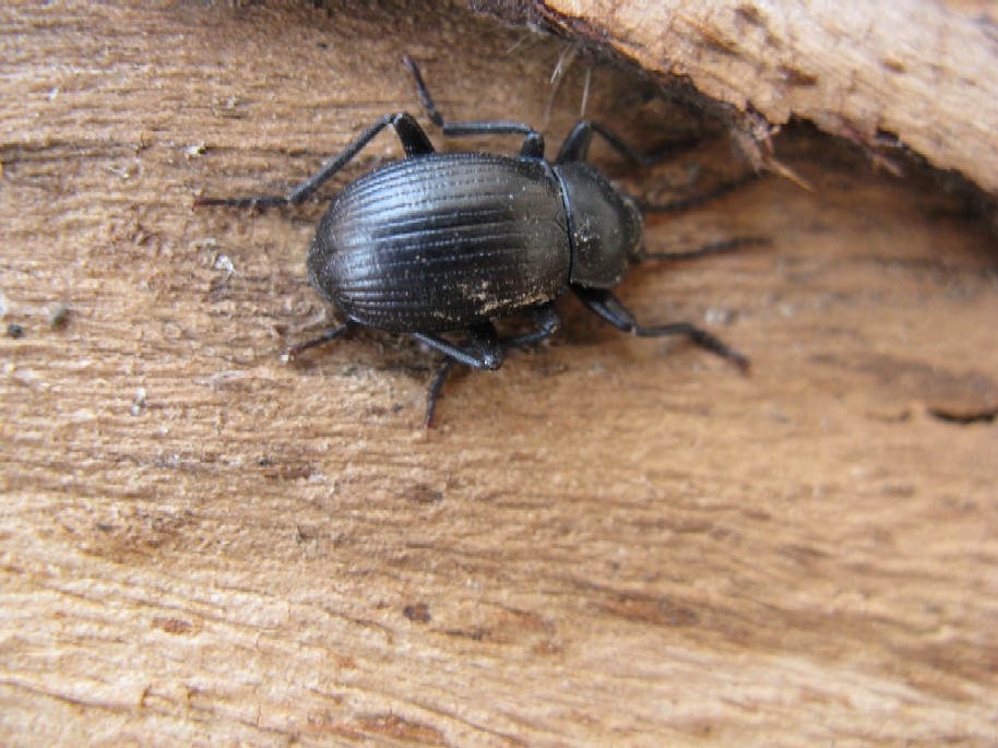 Coleotteri di Corsica